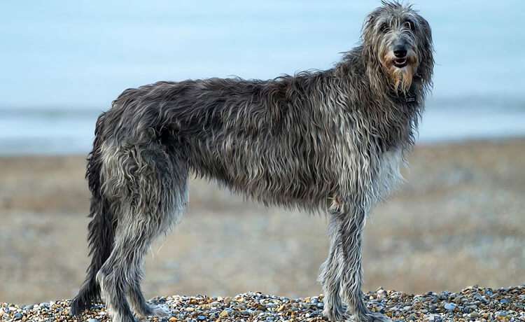 Scottish Deerhound